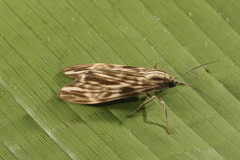 Eucereon striata