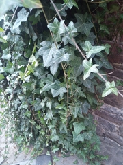 Hedera helix