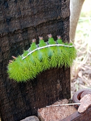 Automeris coresus
