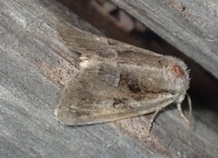 Meropleon ambifusca