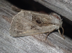 Meropleon ambifusca