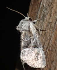 Meropleon ambifusca