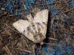 Meropleon diversicolor