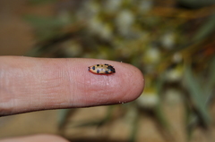 Castiarina gardnerae