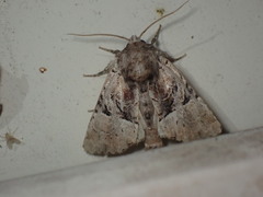 Meropleon diversicolor