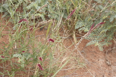 Hermbstaedtia odorata