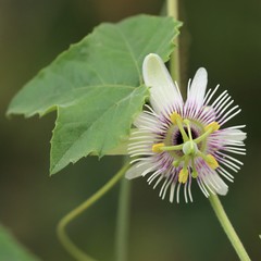 Passiflora morifolia