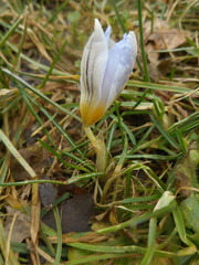 Crocus biflorus