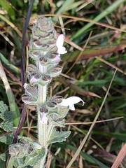 Salvia verbenaca