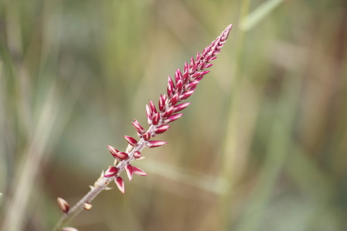 Image of Hermbstaedtia odorata by no rights reserved