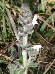 Salvia verbenaca