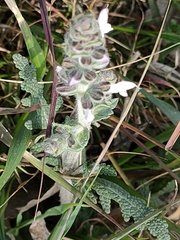 Salvia verbenaca