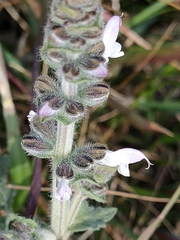 Salvia verbenaca