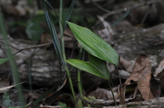 Prescottia stachyodes