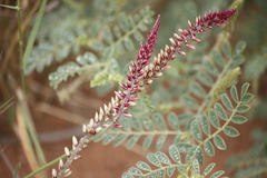 Hermbstaedtia odorata