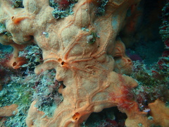 Spirastrella cunctatrix