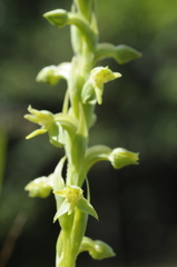 Habenaria alata