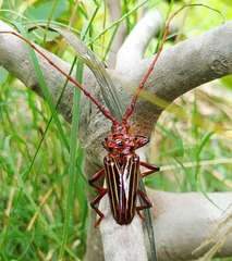Chydarteres striatus