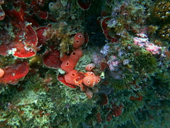 Didemnum coccineum