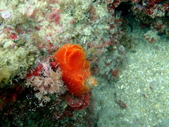 Aplidium elegans