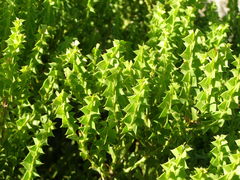 Acacia littorea
