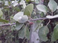 Pisonia capitata