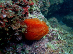 Aplidium elegans