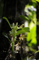 Epidendrum difforme