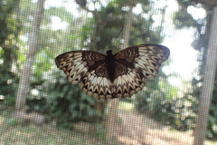 Cymothoe excelsa excelsa