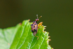 Echinapoderus