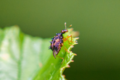 Echinapoderus