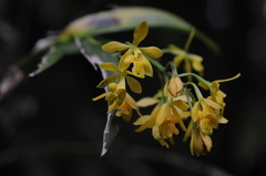 Epidendrum mutelianum