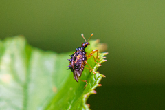 Echinapoderus