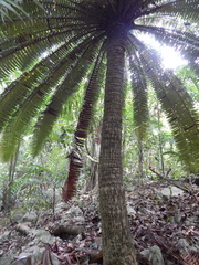 Dioon spinulosum