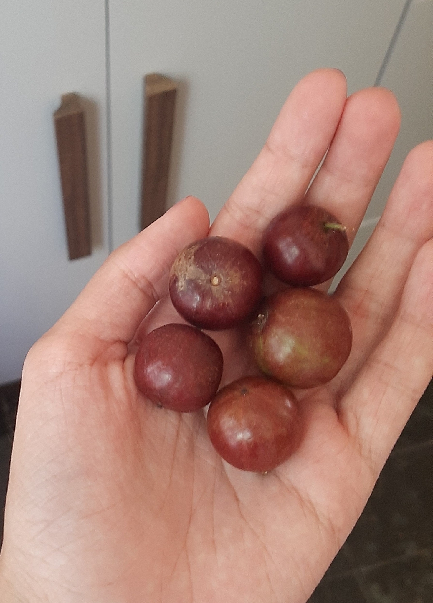 Imagem de Camu-camu