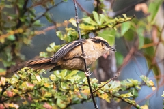 Aphrastura spinicauda fulva