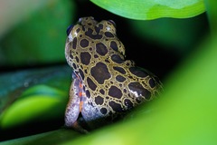 Hylambates maculatus