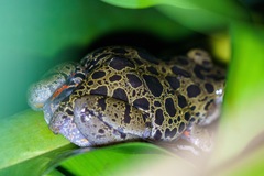 Hylambates maculatus