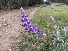Lupinus benthamii