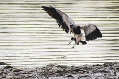 Vanellus chilensis chilensis