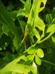 Uroleucon formosanum