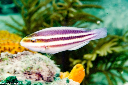 Striped Parrotfish