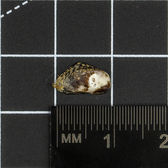 Gregariella petagnae