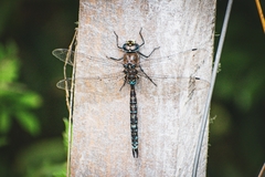 Rhionaeschna variegata