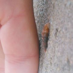 Gastropoda