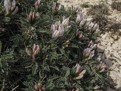 Astragalus tragacantha