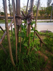 Aristolochia debilis