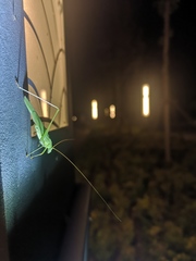 Phaneroptera falcata