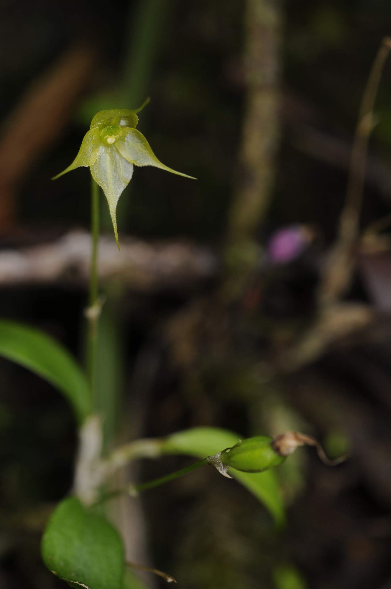 Brachionidium parvum