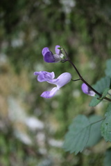 Plectranthus saccatus